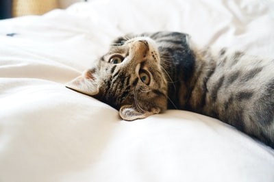 床上的褐斑猫